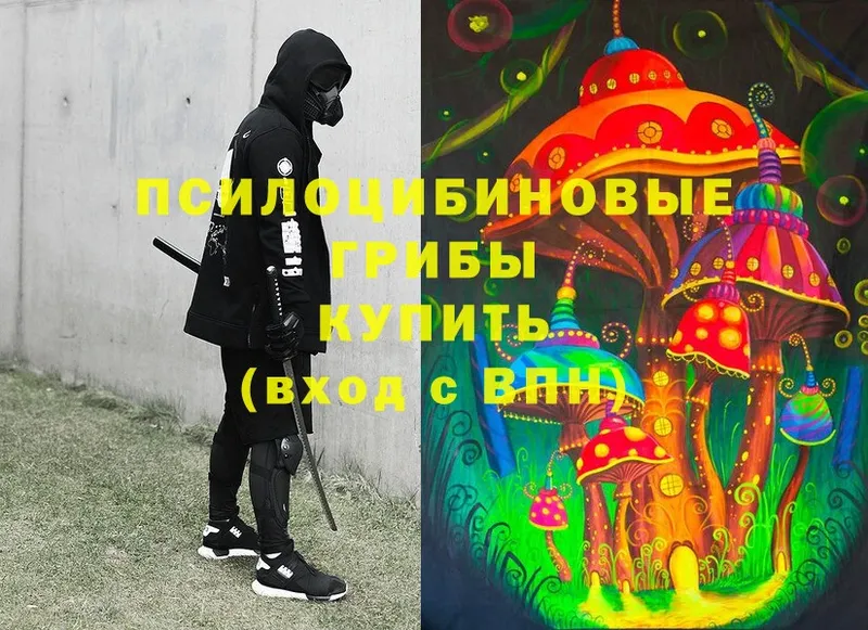 Псилоцибиновые грибы Cubensis  Гулькевичи 